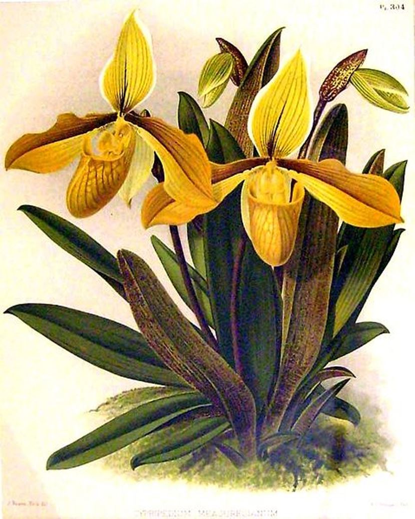 John Nugent Fitch (1840 - 1927) - Foto 1